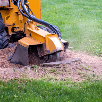 kentucky tree services stump removal