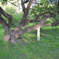 kentucky tree services tree cabling