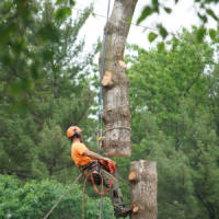 kentucky tree services tree removal
