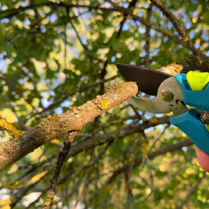 tree service ky tree trimming