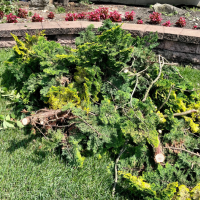tree services ky brush removal