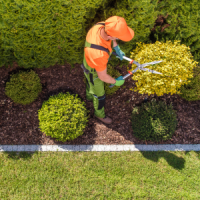 tree service ky bush trimming