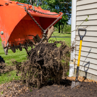 tree service ky shrub removal