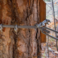 tree service ky tree cabling