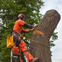 tree service ky tree removal